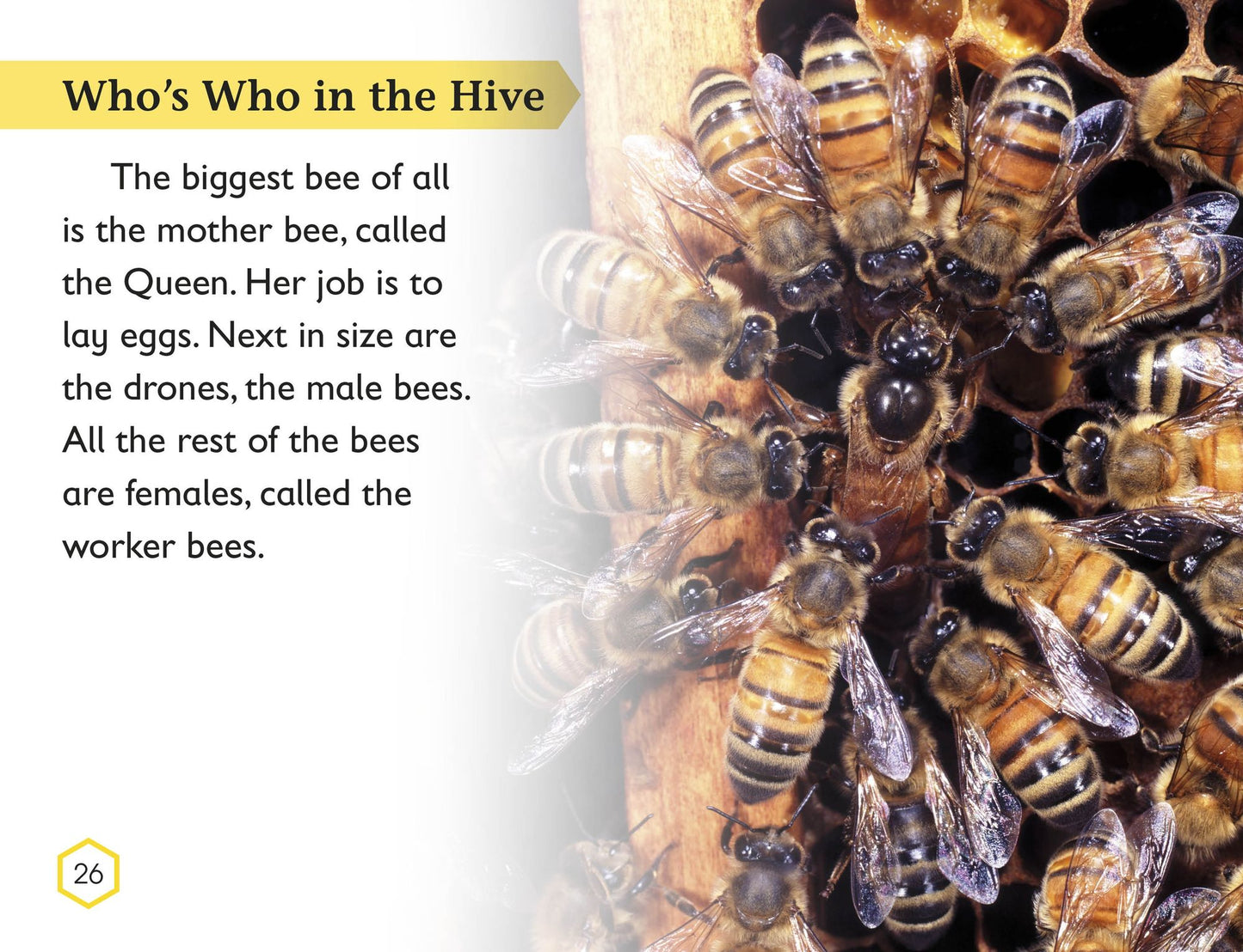 Amazing Bees (DK Readers Level 2 Series)