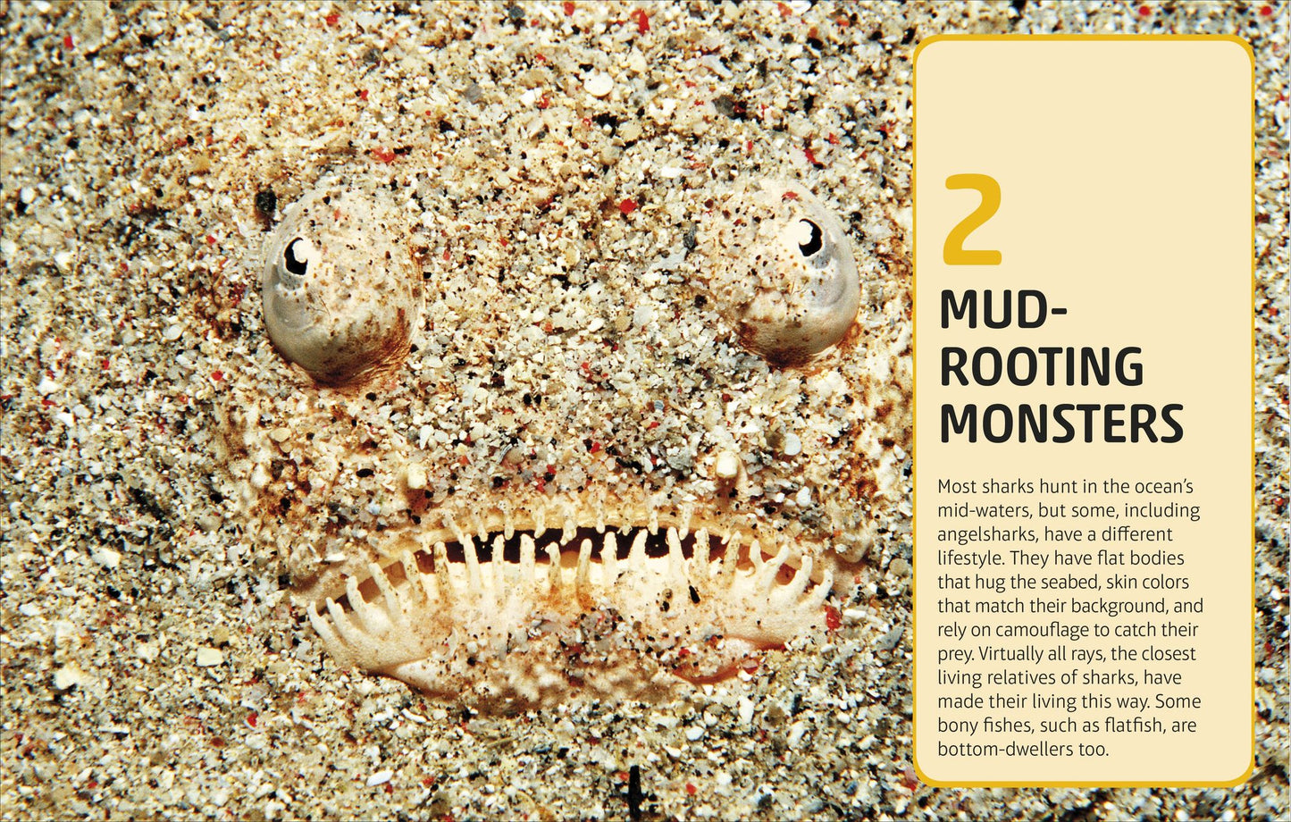 Sharks and Other Deadly Ocean Creatures Visual Encyclopedia