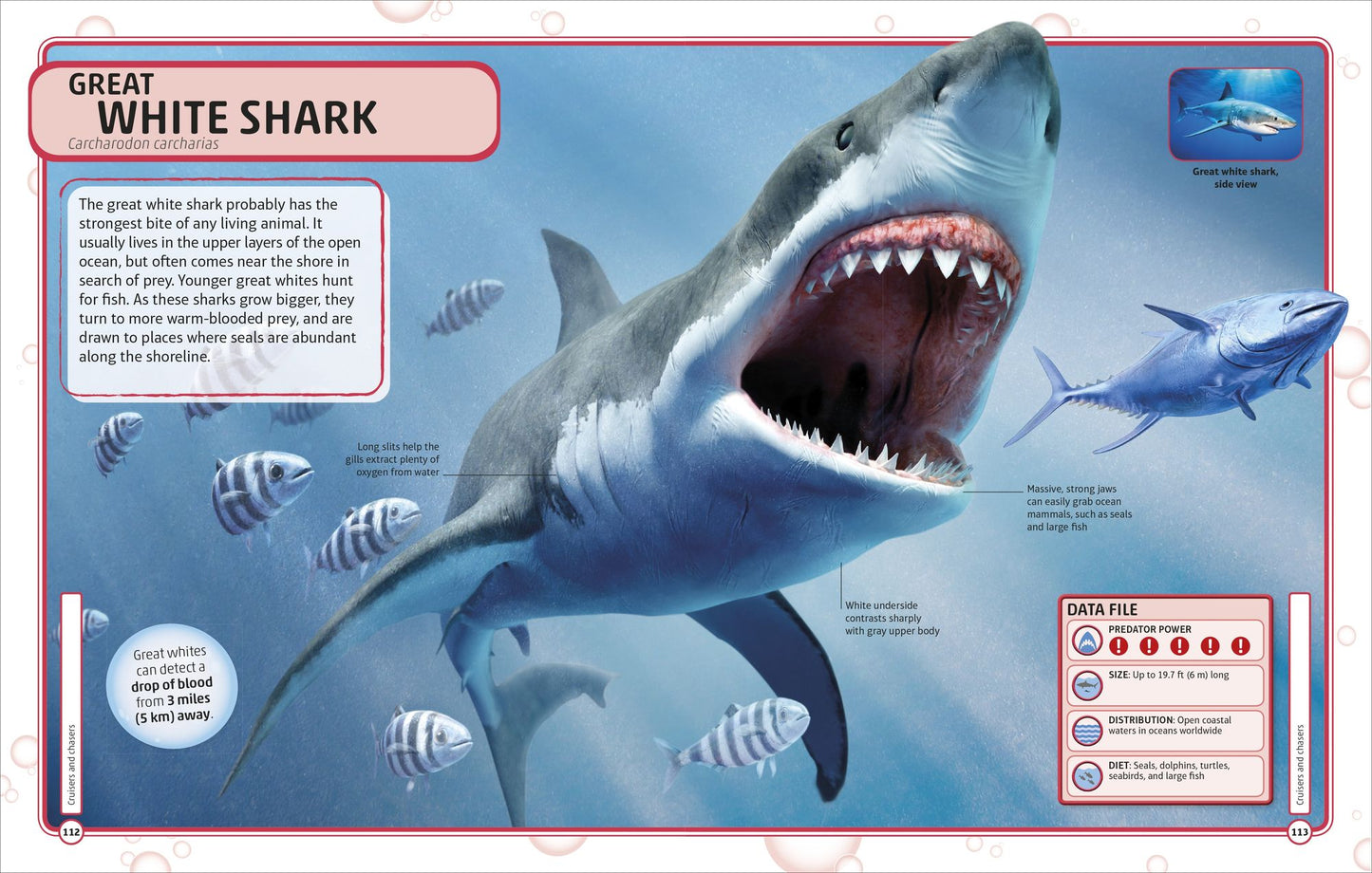 Sharks and Other Deadly Ocean Creatures Visual Encyclopedia
