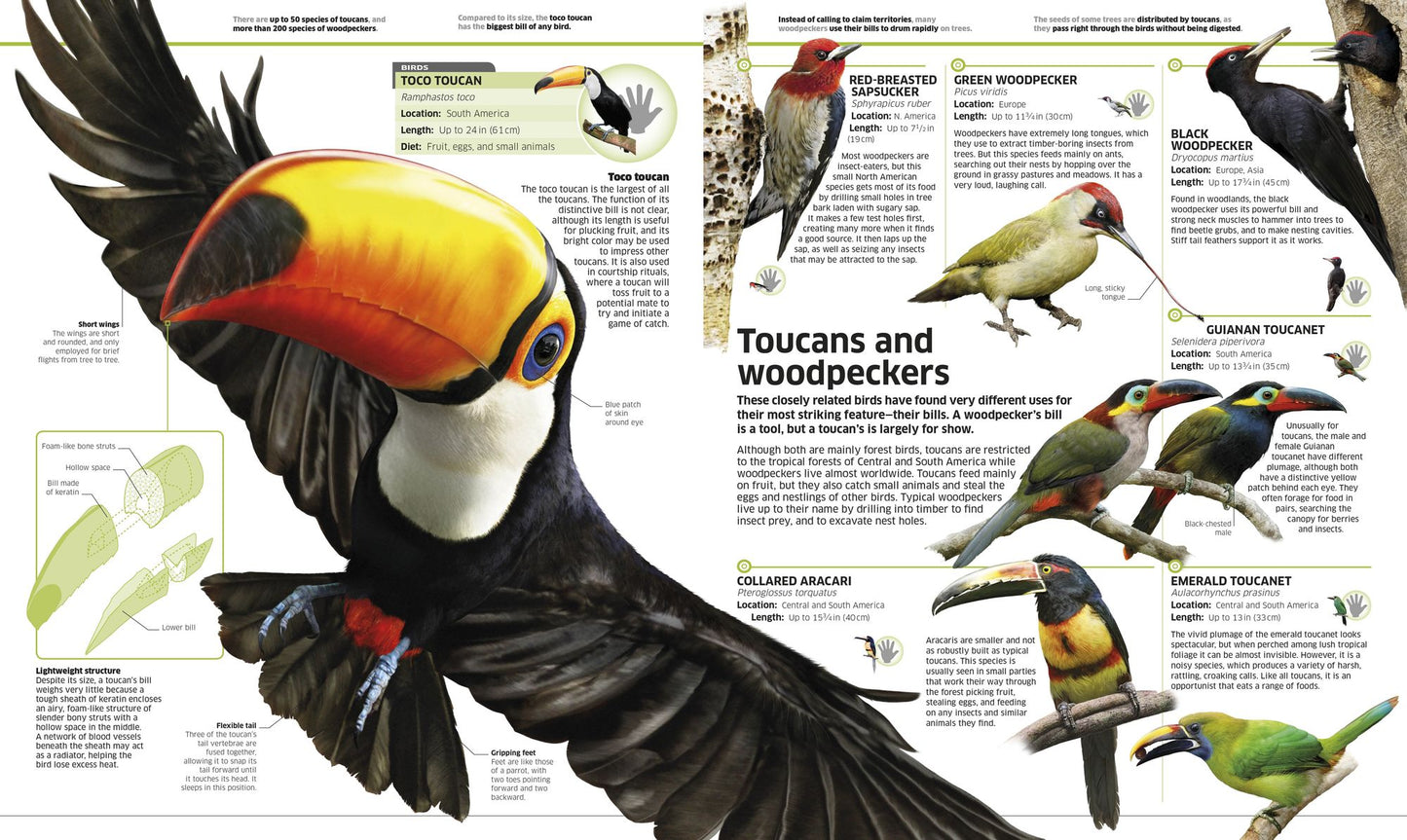 Knowledge Encyclopedia Animal!: The Animal Kingdom as You've Never Seen It Before
