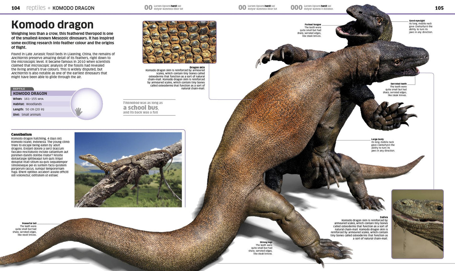Knowledge Encyclopedia Animal!: The Animal Kingdom as You've Never Seen It Before
