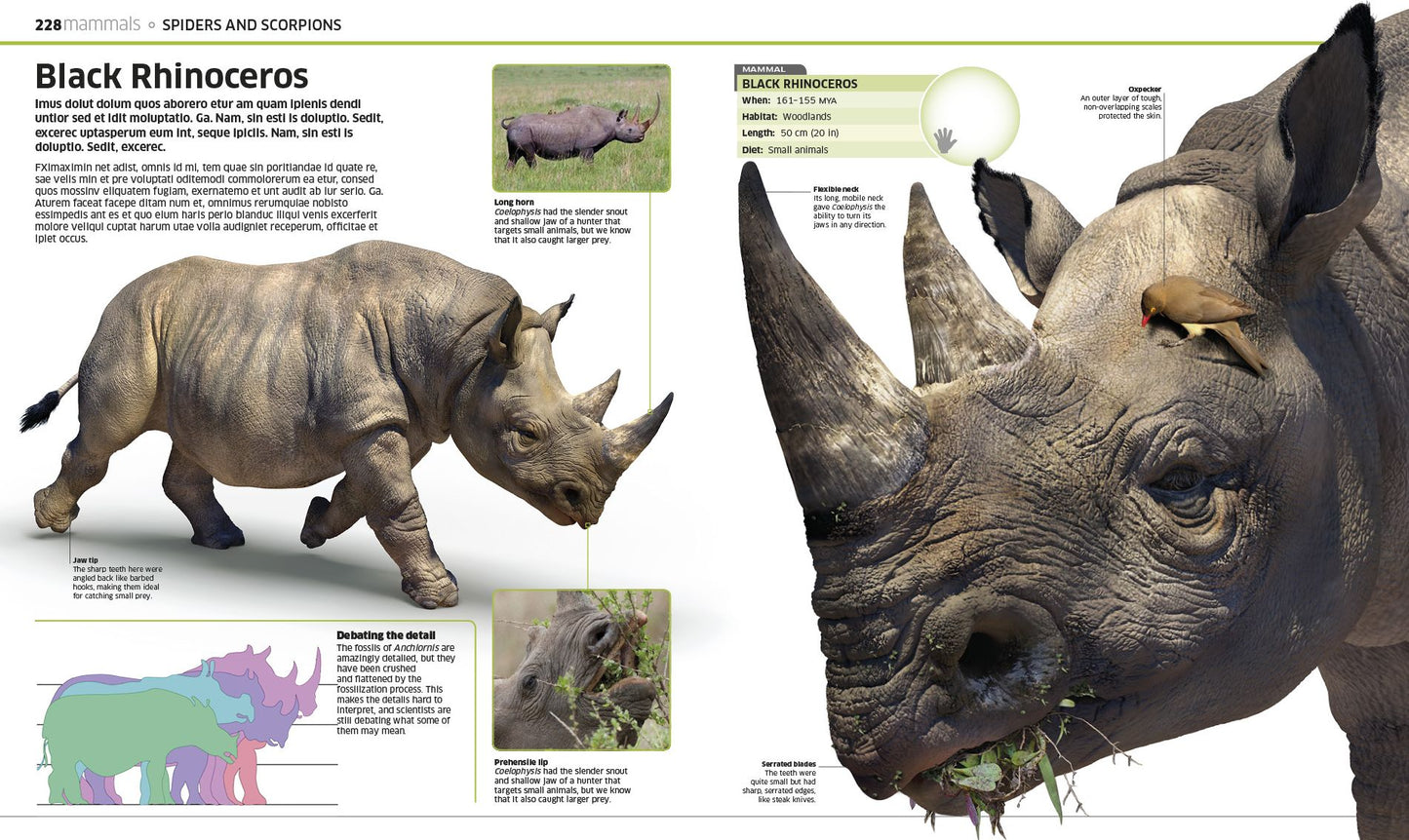 Knowledge Encyclopedia Animal!: The Animal Kingdom as You've Never Seen It Before
