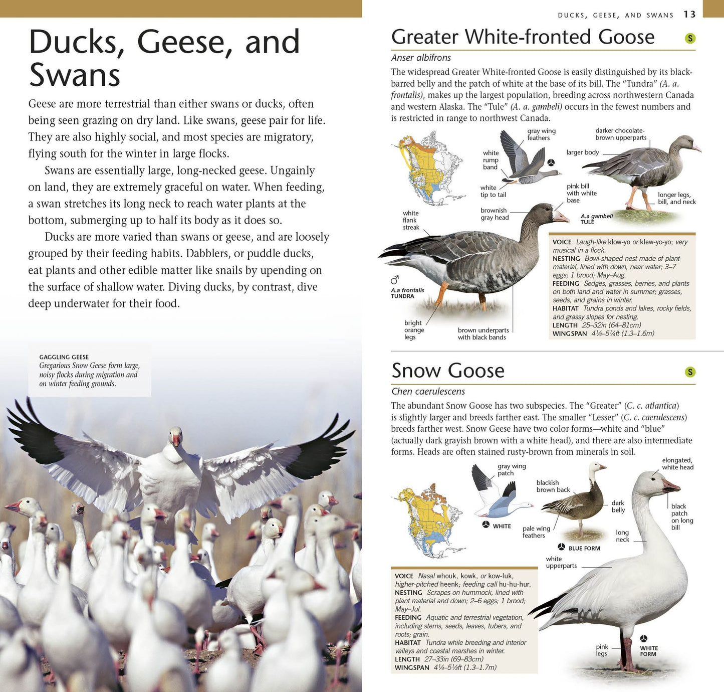 American Museum of Natural History: Pocket Birds of North America, Western Region