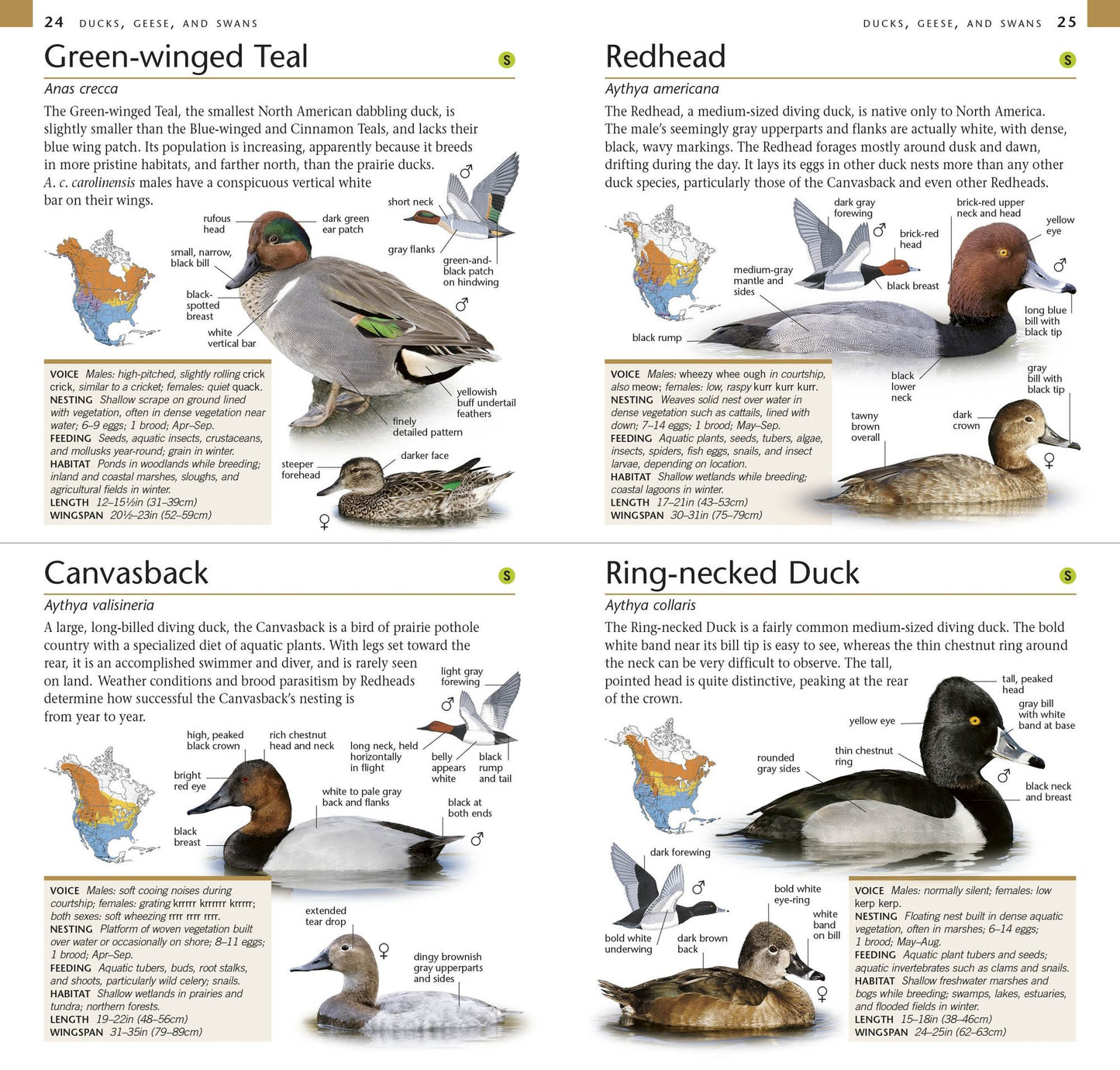 American Museum of Natural History: Pocket Birds of North America, Eastern Region