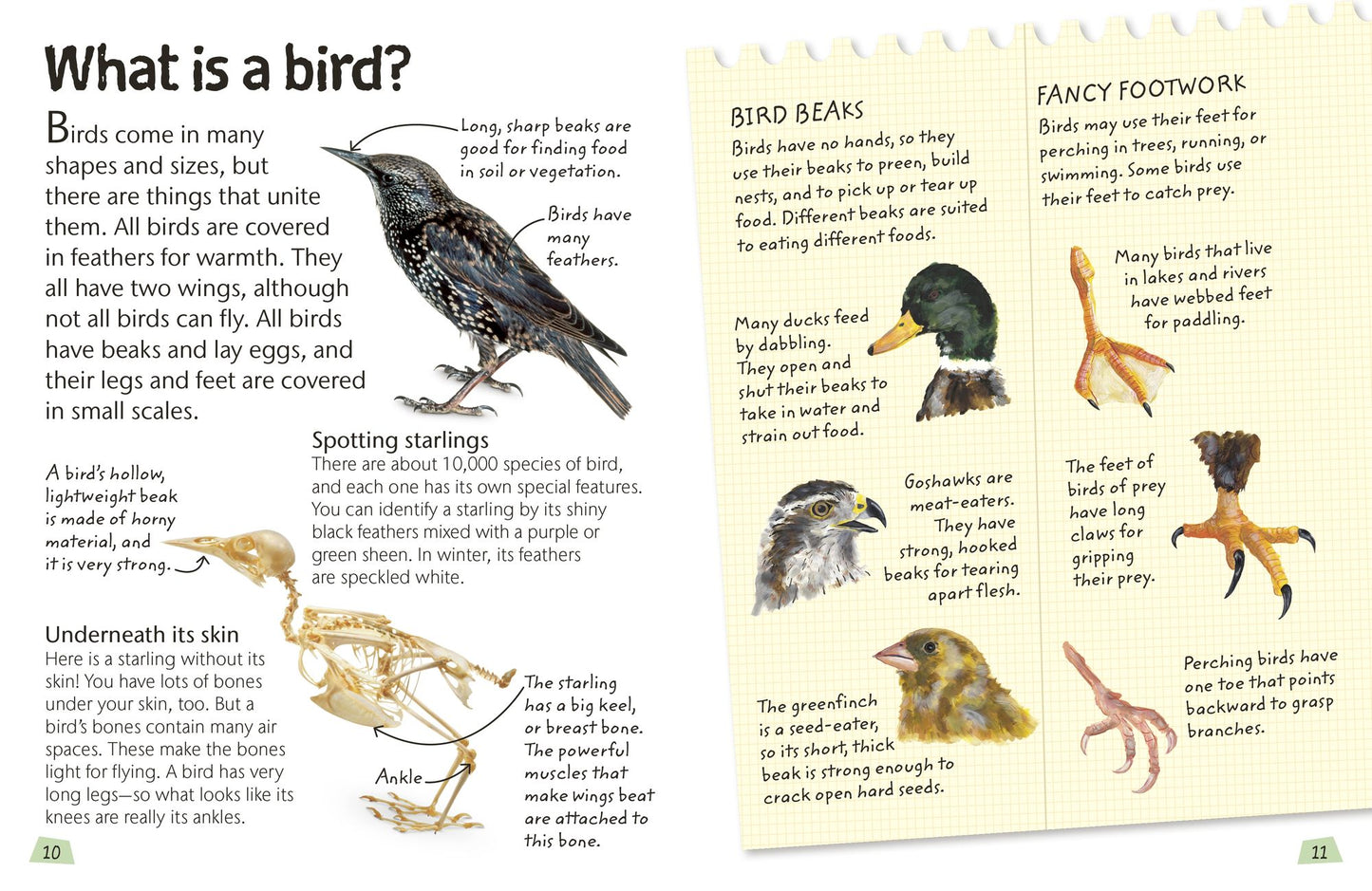 Birds: Explore the world of our feathered friends