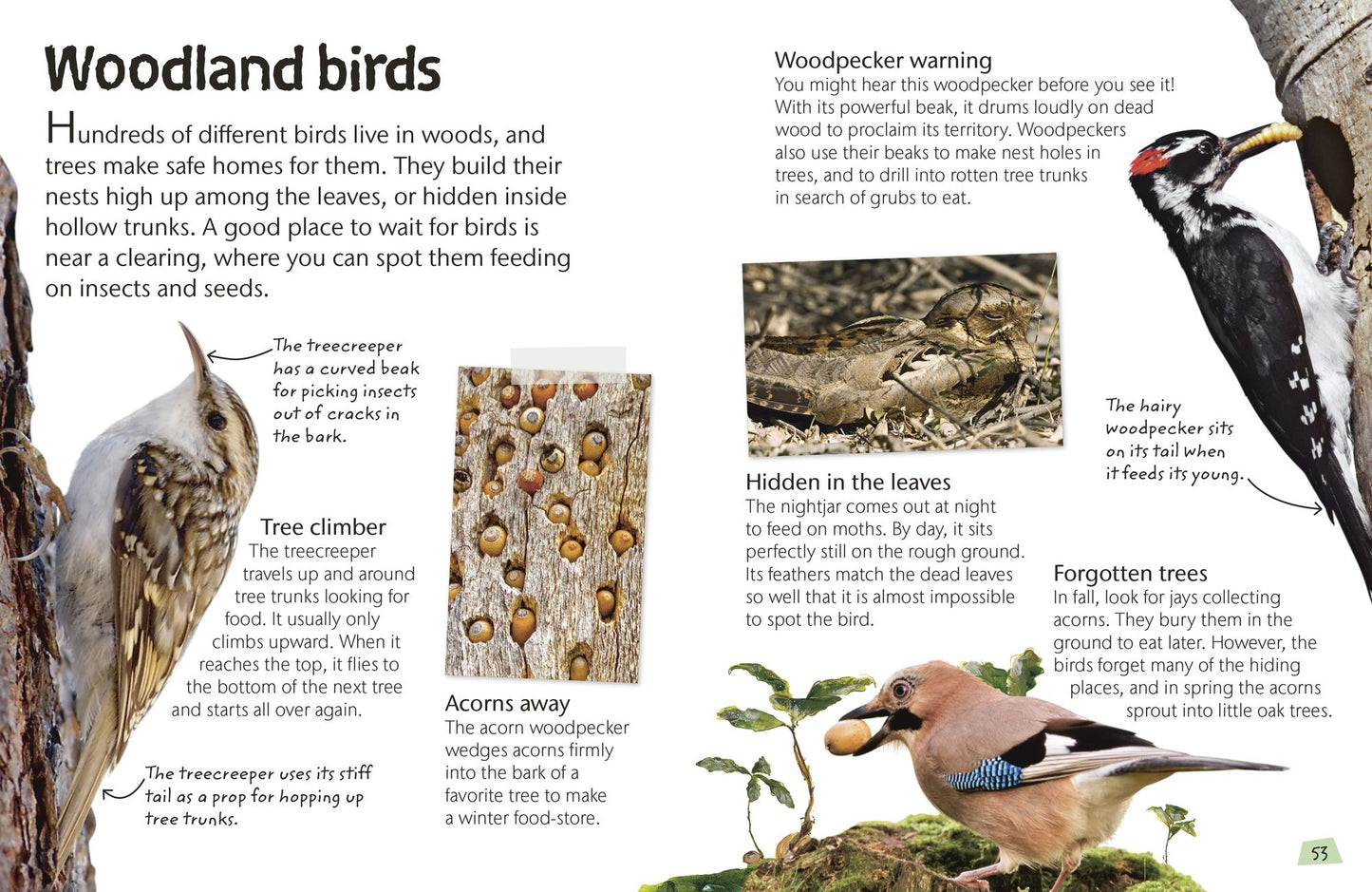 Birds: Explore the world of our feathered friends