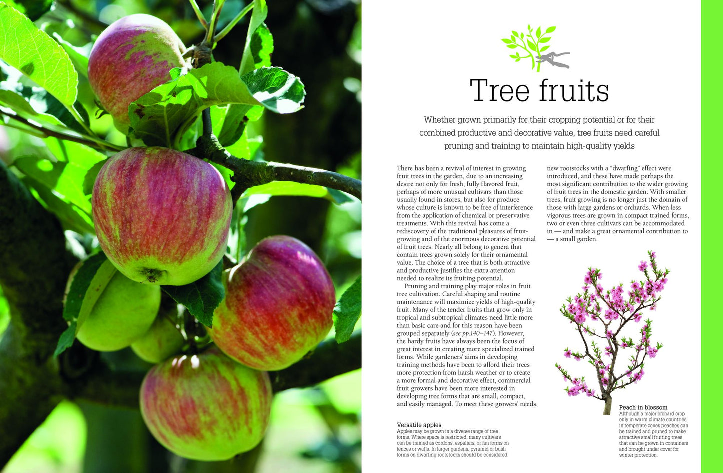 Pruning and Training, Revised New Edition: What, When, and How to Prune