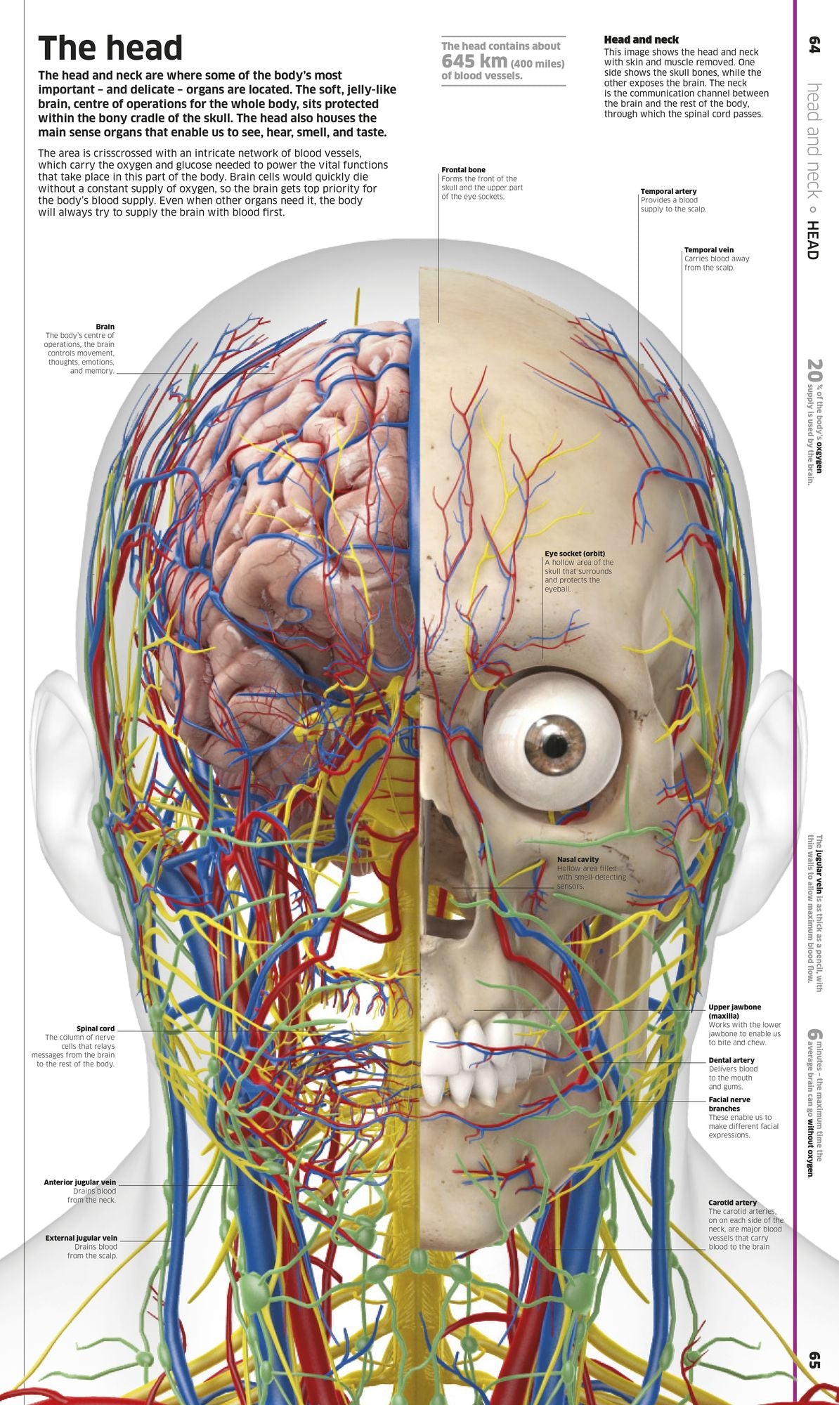 Knowledge Encyclopedia Human Body!