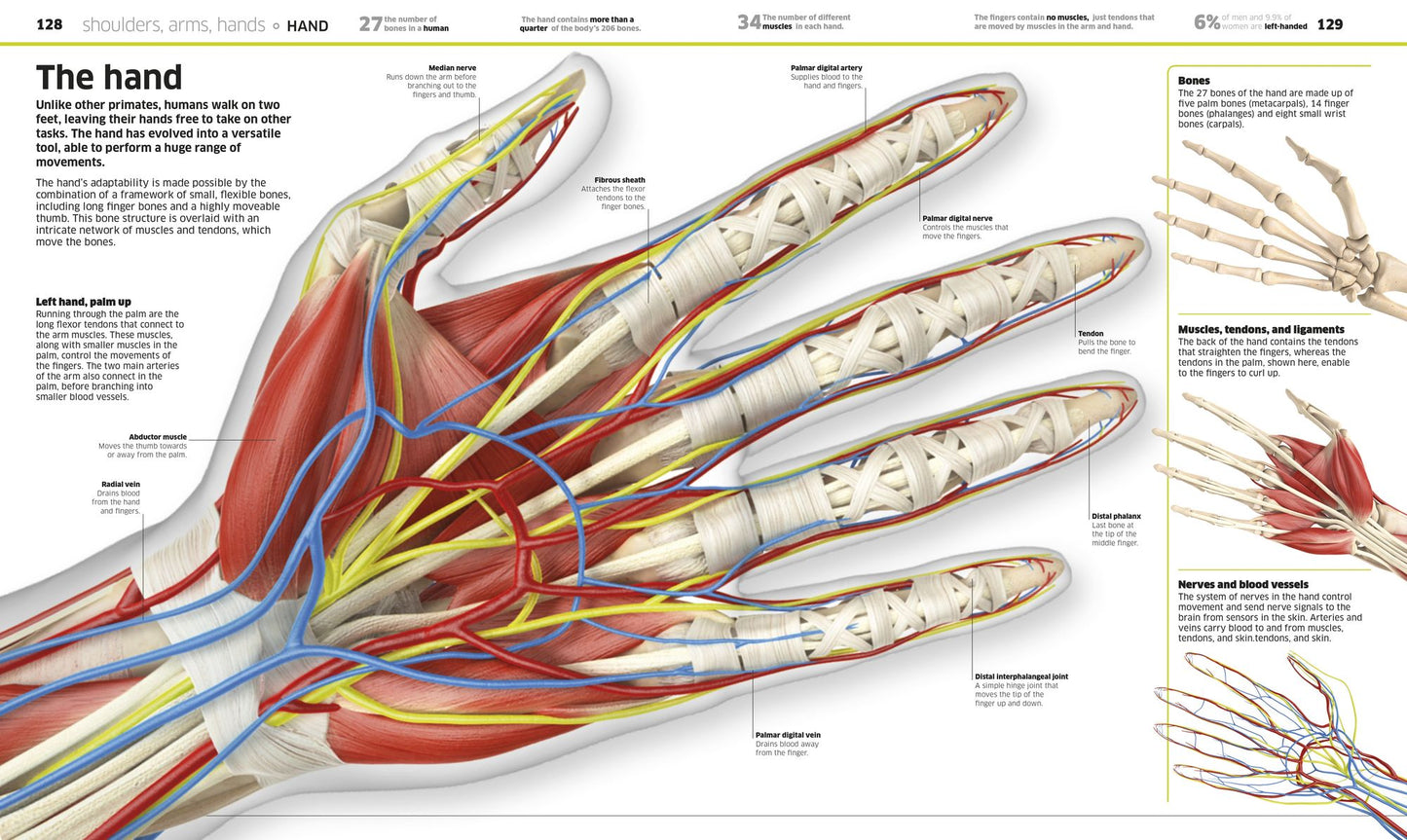 Knowledge Encyclopedia Human Body!
