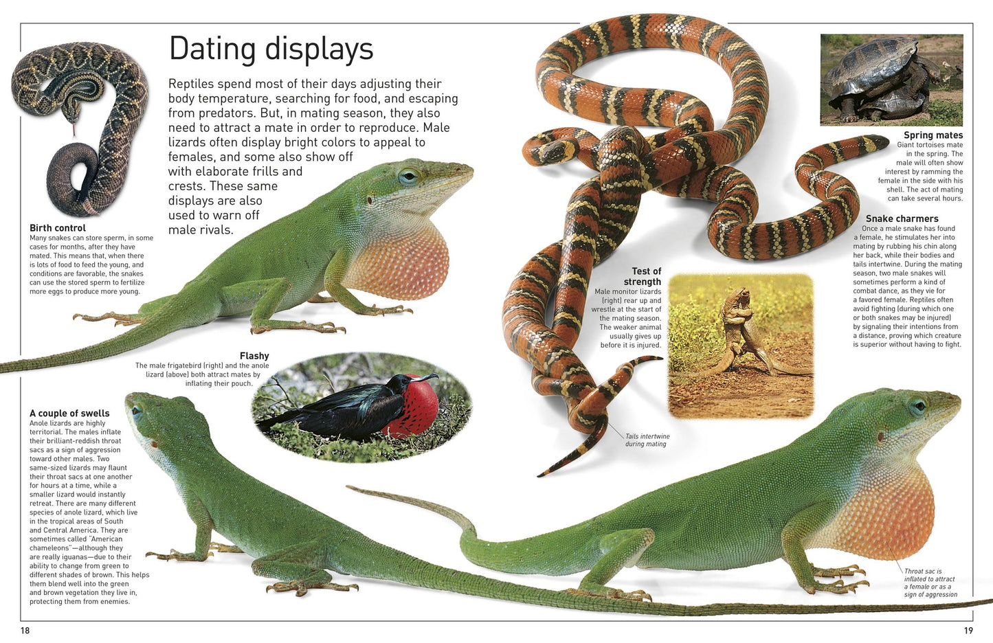 Reptile (DK Eyewitness Books Series0