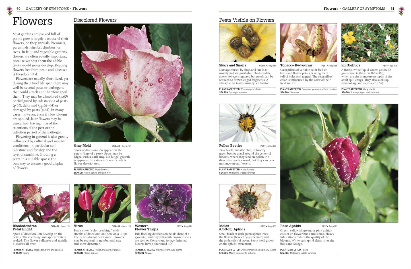 Pests and Diseases