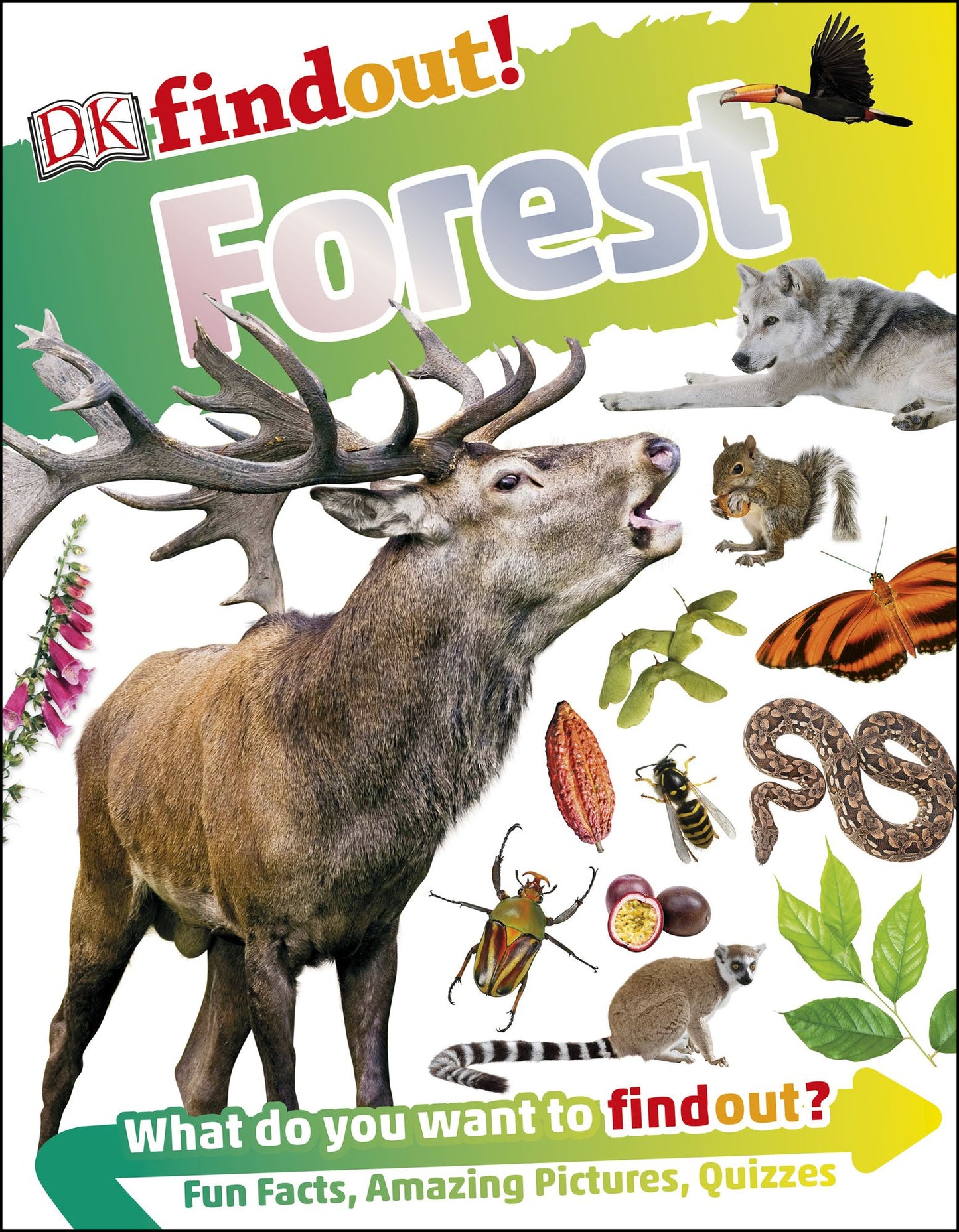 DK findout! Forest