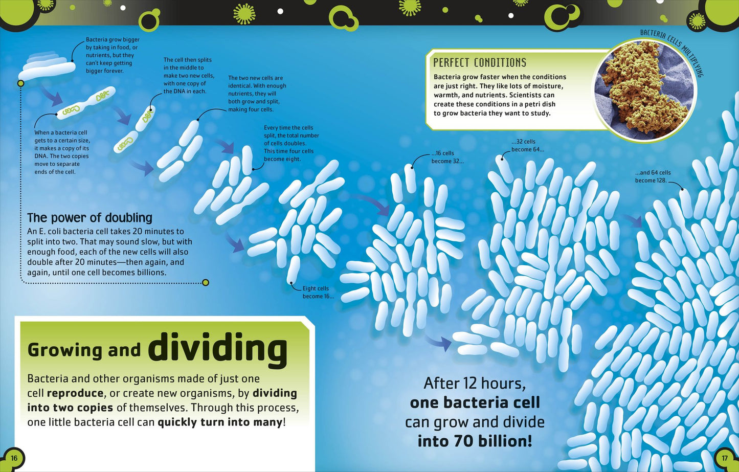 The Bacteria Book: The Big World of Really Tiny Microbes