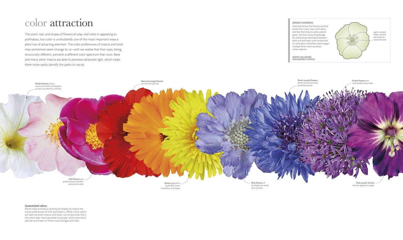 Smithsonian: Flora: The Definitive Visual Guide to the Plant Kingdom
