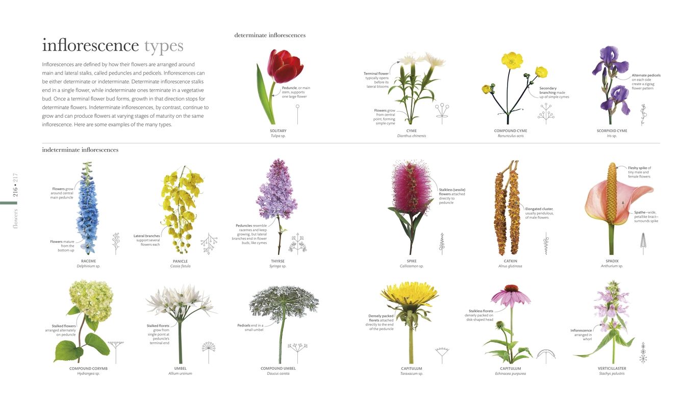 Smithsonian: Flora: The Definitive Visual Guide to the Plant Kingdom