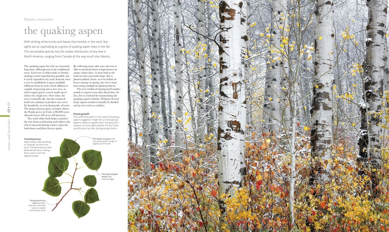 Smithsonian: Flora: The Definitive Visual Guide to the Plant Kingdom