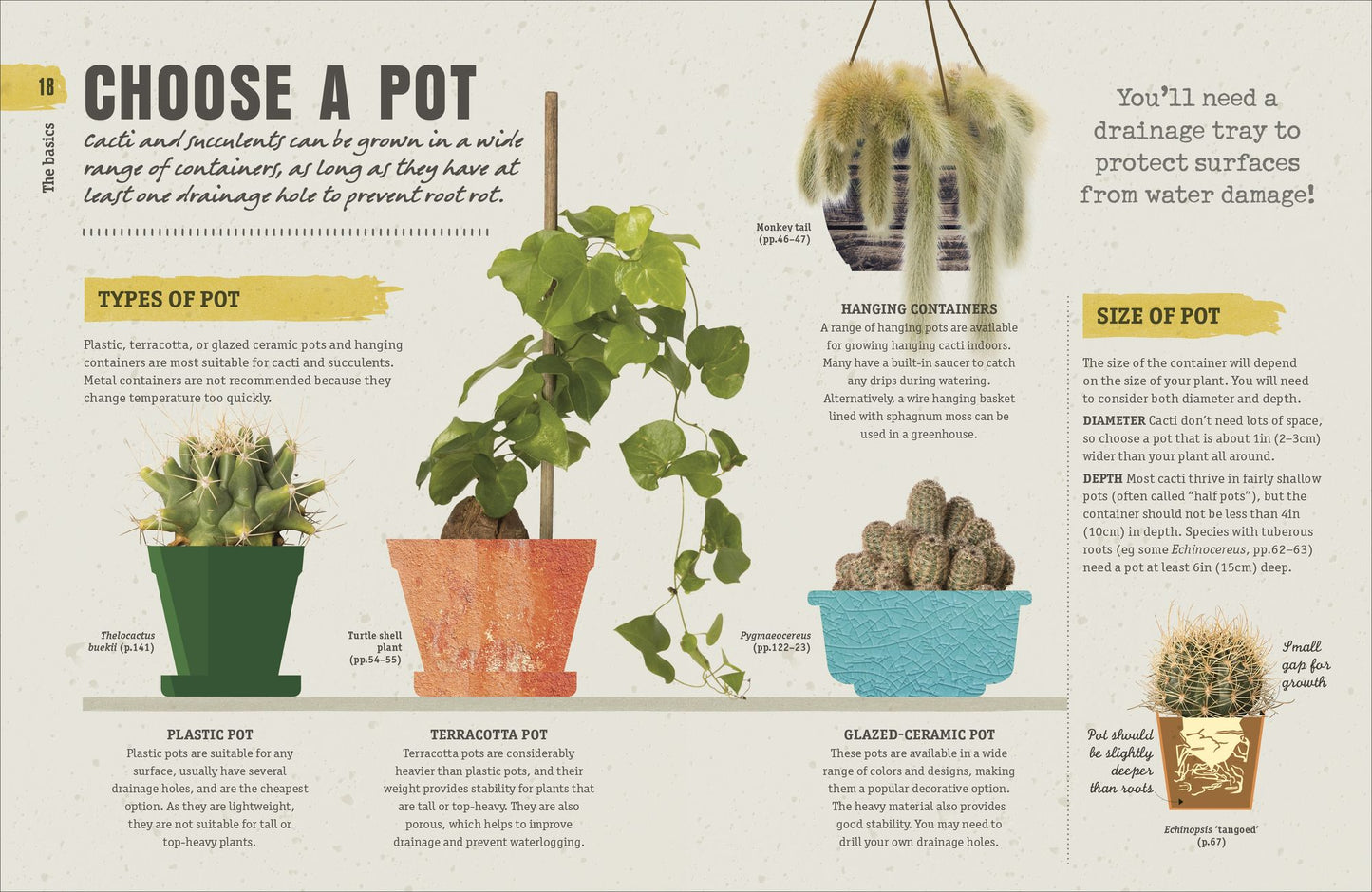 Happy Cactus: Cacti, Succulents, and More