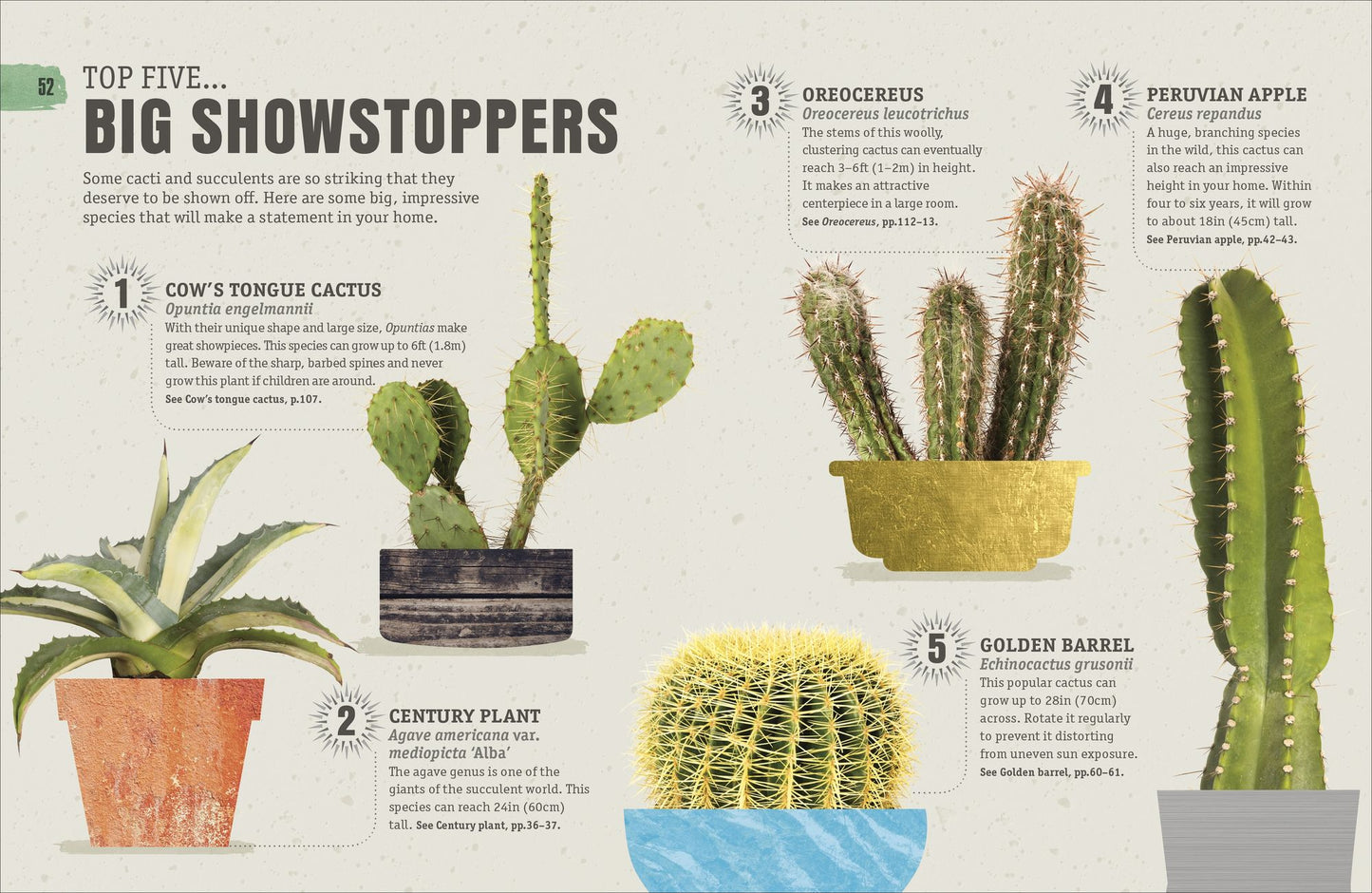 Happy Cactus: Cacti, Succulents, and More