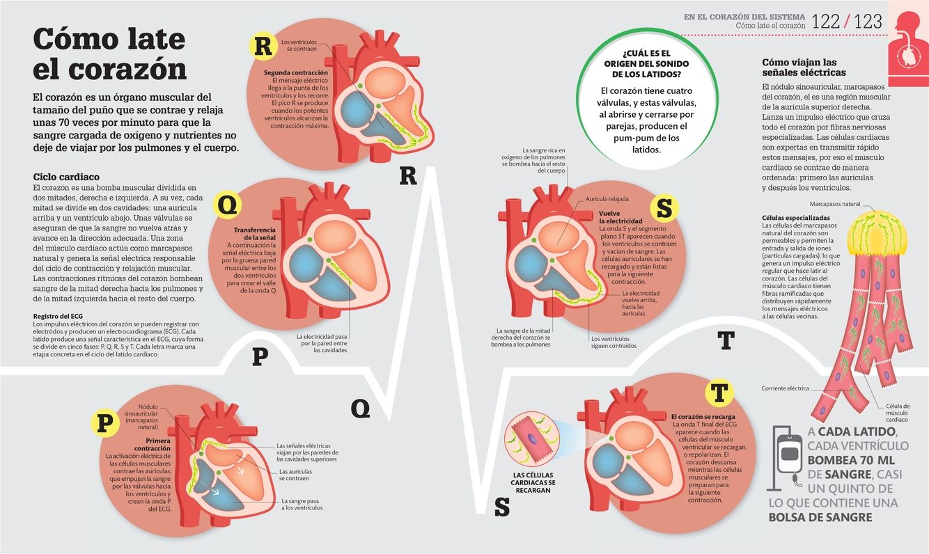 Como Funciona el Cuerpo Humano: Guia grafica de nuestro organismo