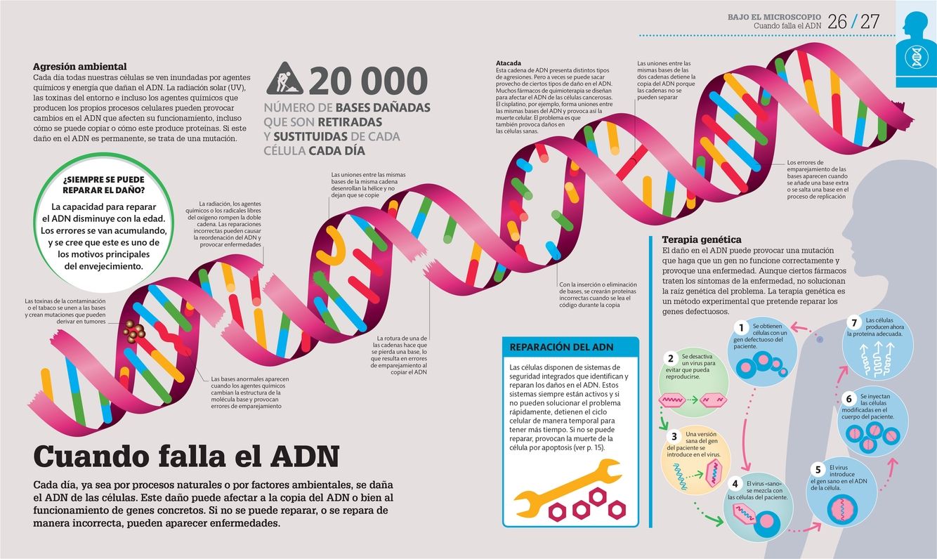 Como Funciona el Cuerpo Humano: Guia grafica de nuestro organismo