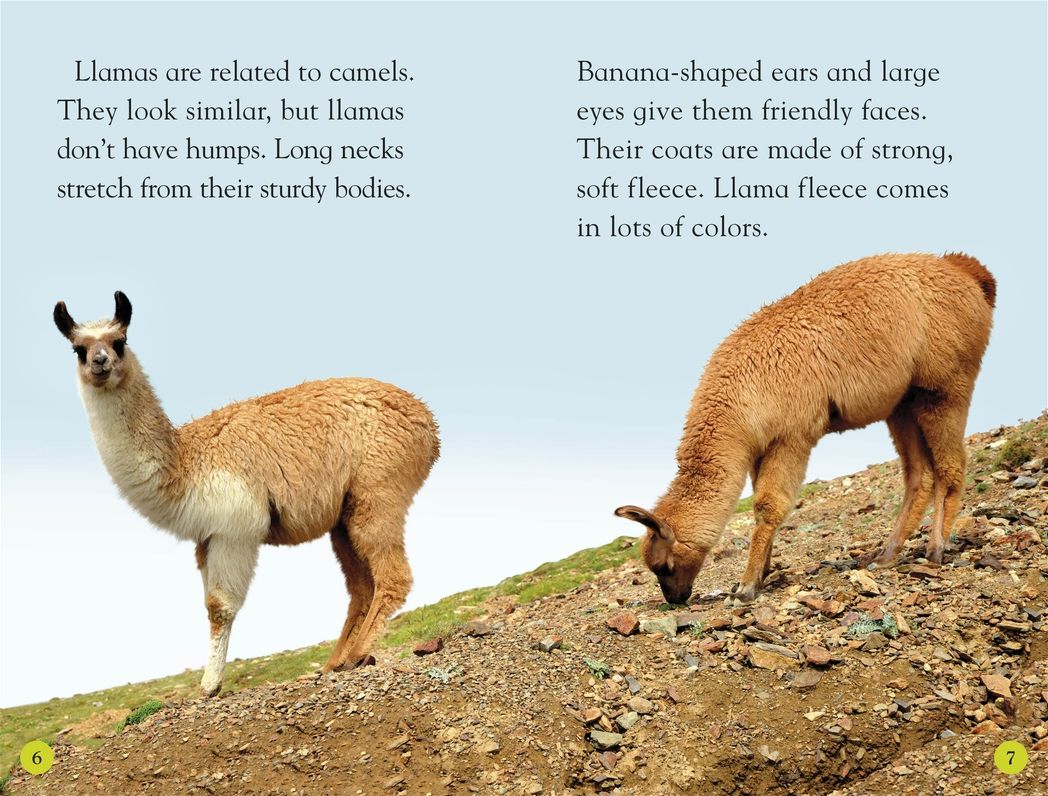 Llamas
