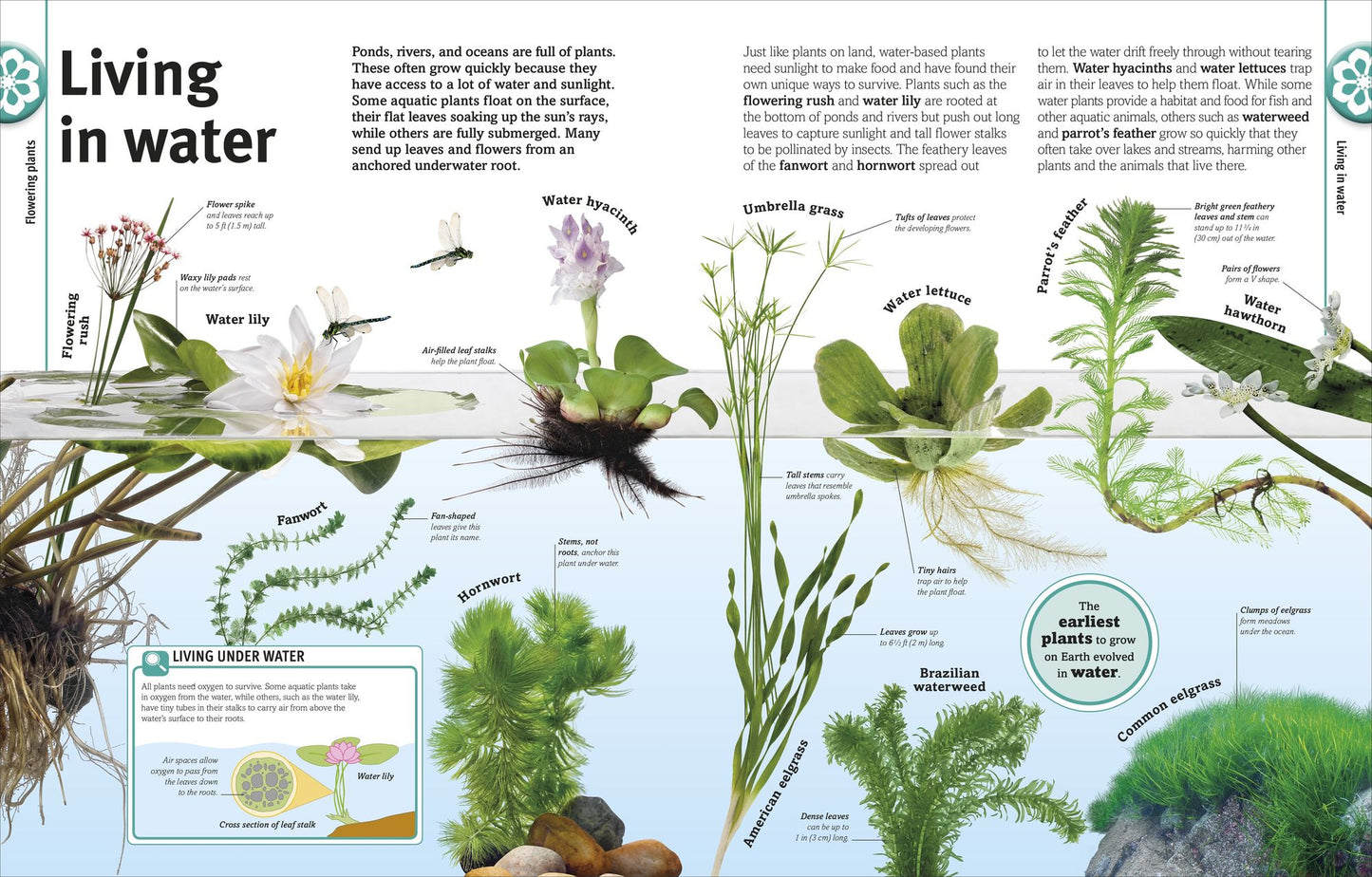 Trees, Leaves, Flowers and Seeds: A Visual Encyclopedia of the Plant Kingdom