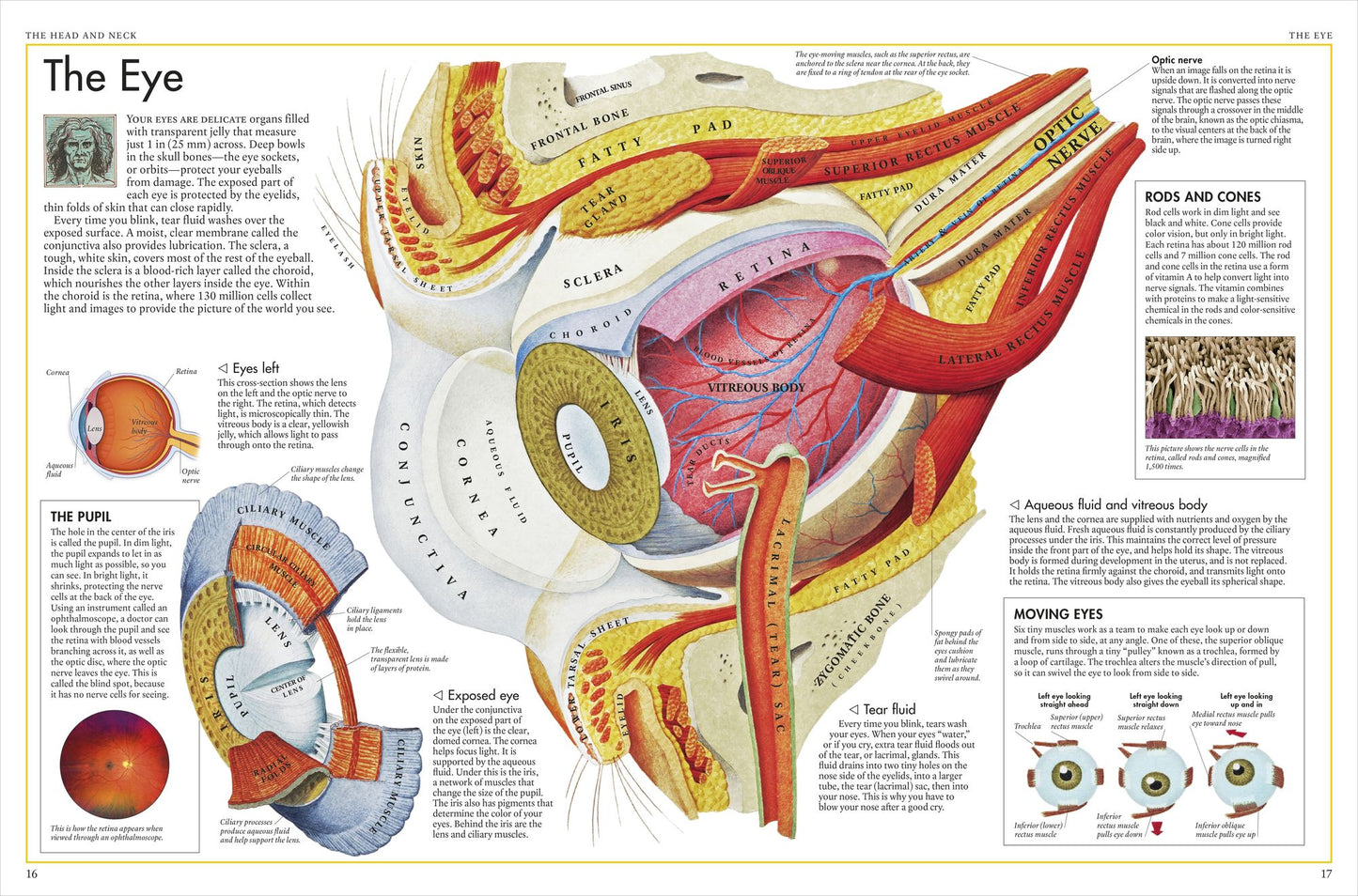 The Body Atlas: A Pictorial Guide to the Human Body
