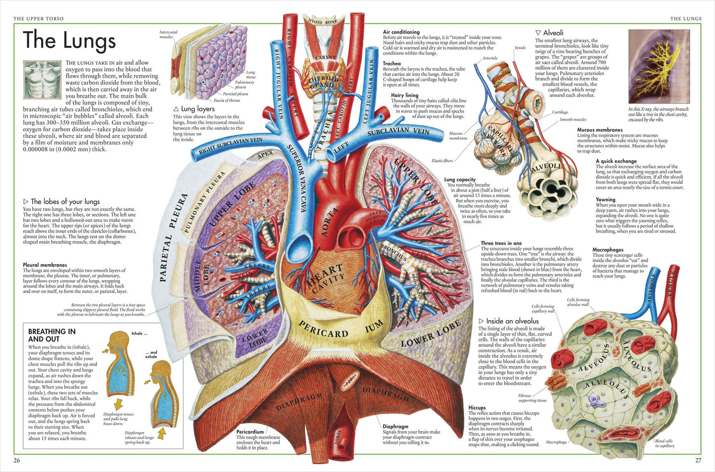 The Body Atlas: A Pictorial Guide to the Human Body
