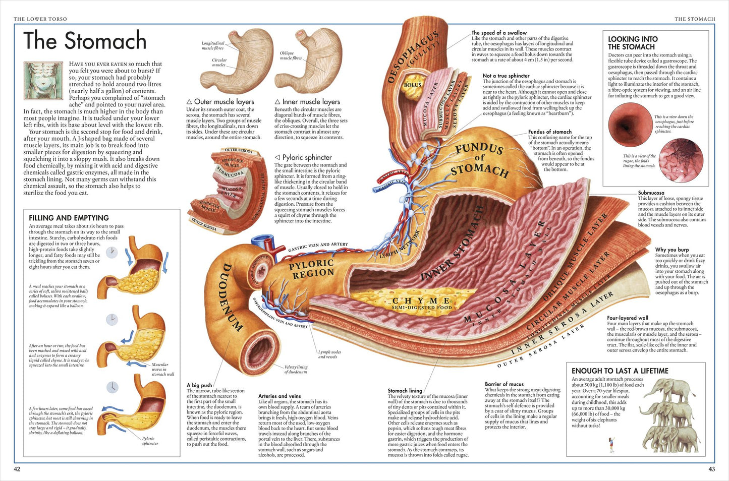 The Body Atlas: A Pictorial Guide to the Human Body