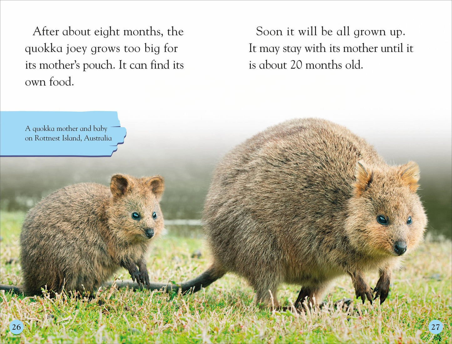 DK Reader Level 2: Meet the Quokkas!