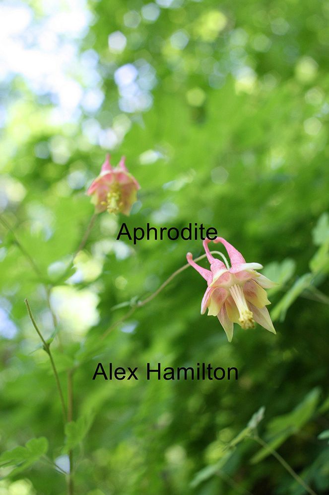 Aphrodite