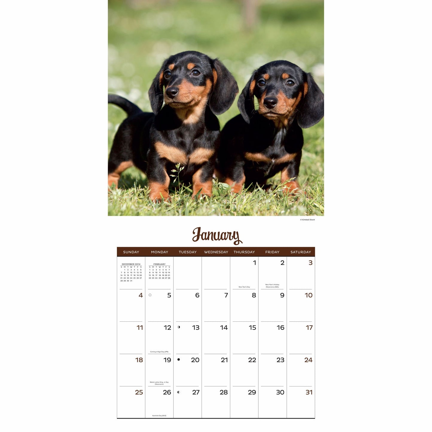 Playful Puppies 2015 Calendar