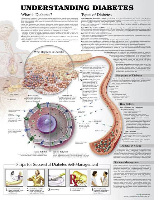 Understanding Diabetes Anatomical Chart