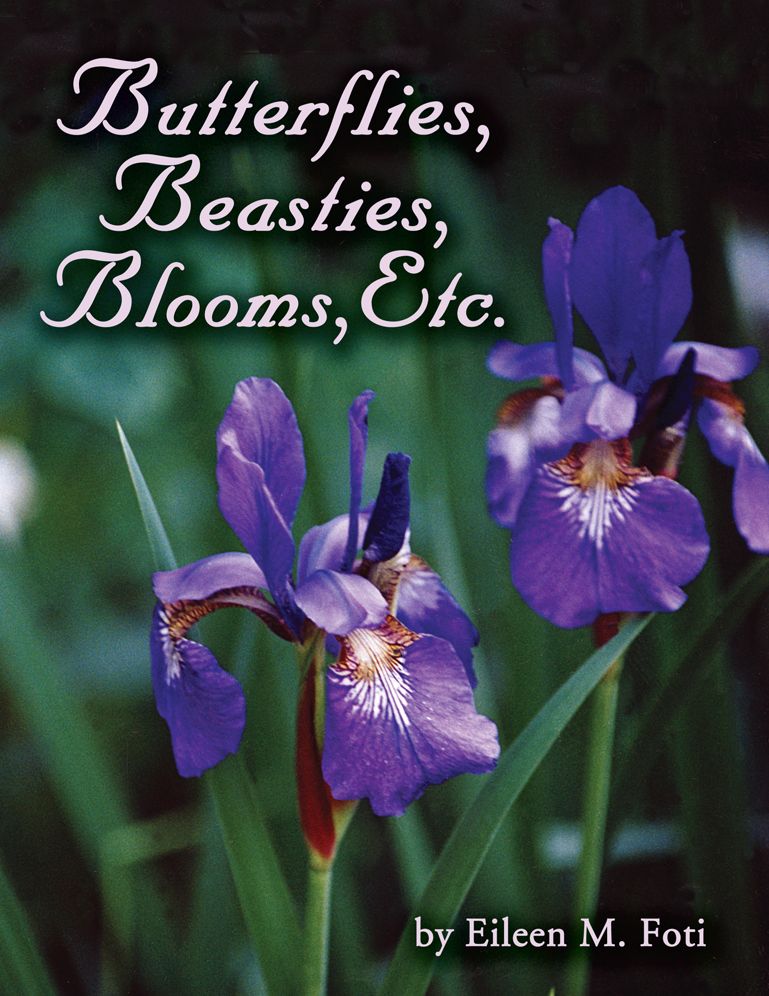 Butterflies, Beasties, Blooms, Etc.