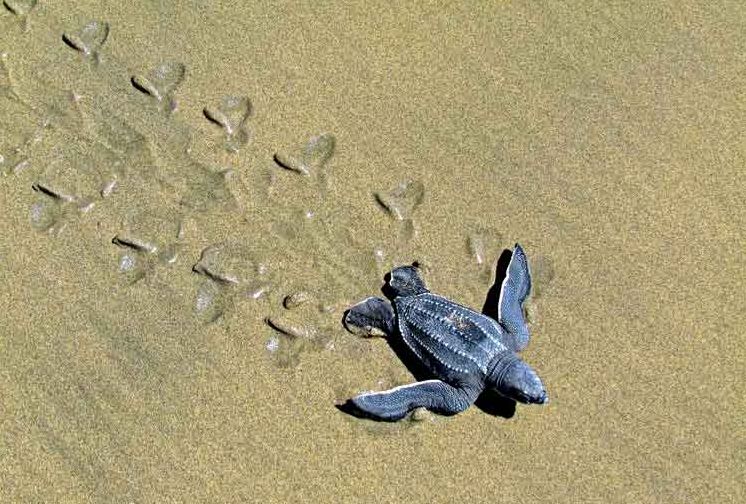 Texas Turtles & Crocodilians: A Field Guide