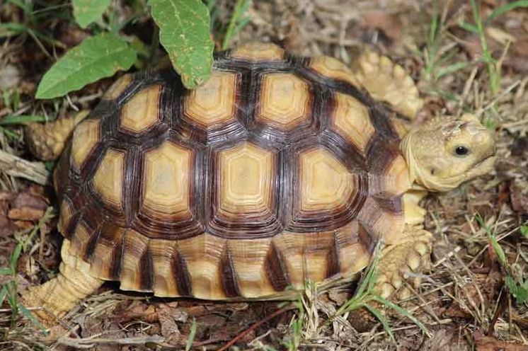 Texas Turtles & Crocodilians: A Field Guide