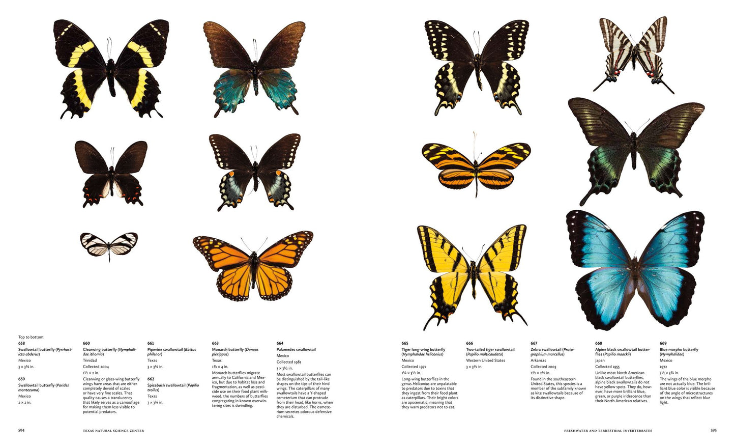 The Collections: The University of Texas at Austin