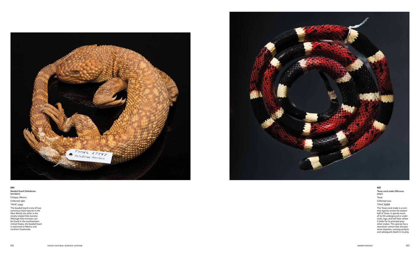 The Collections: The University of Texas at Austin