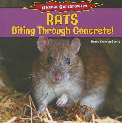 Rats: Biting Through Concrete!