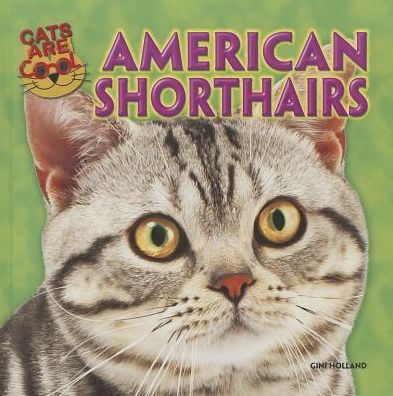 American Shorthairs