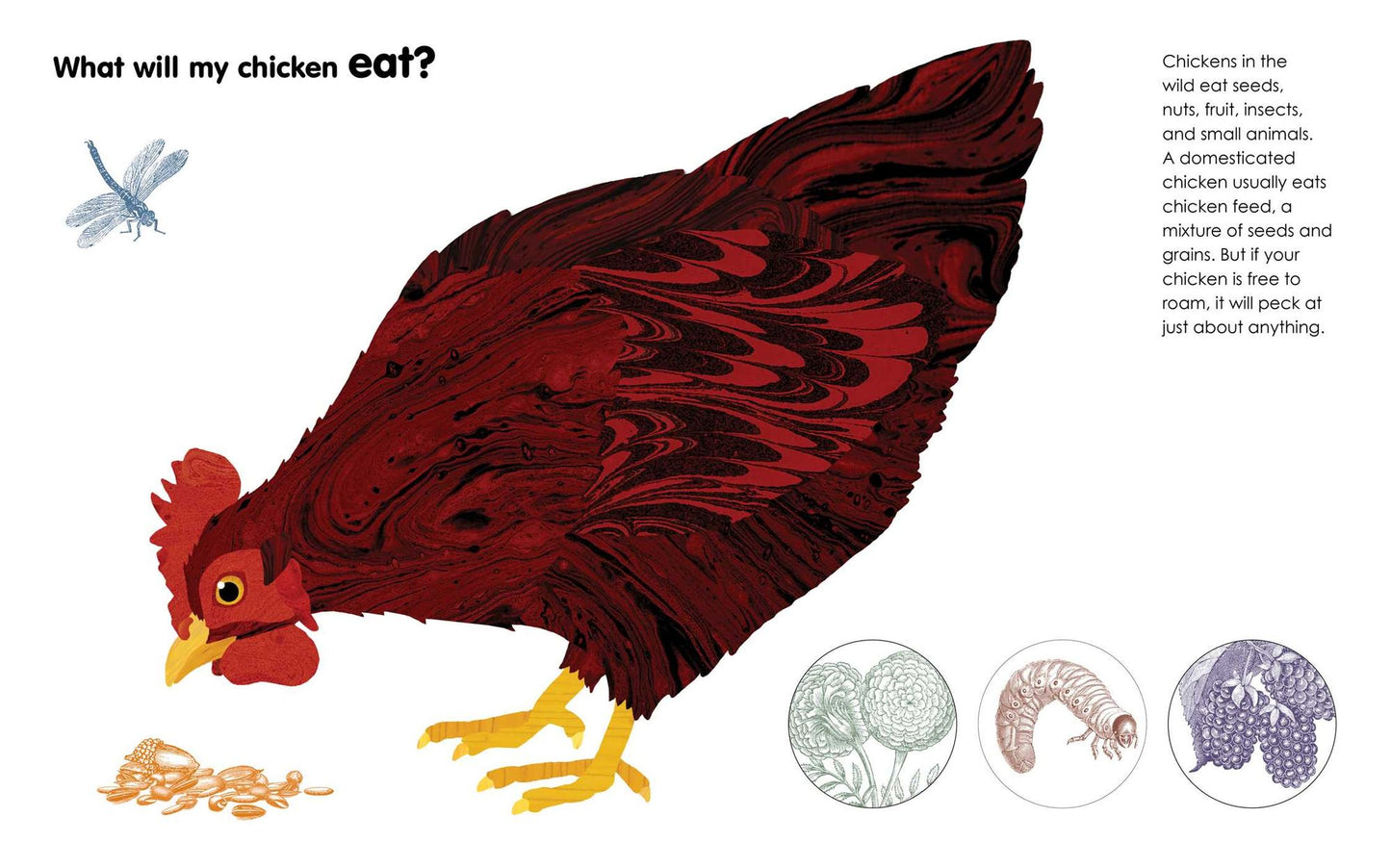 A Chicken Followed Me Home!: Questions and Answers about a Familiar Fowl
