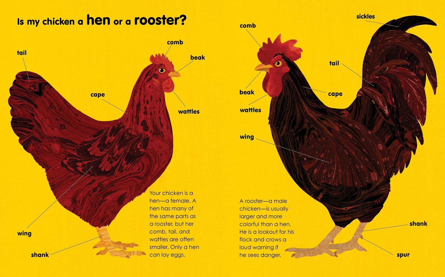 A Chicken Followed Me Home!: Questions and Answers about a Familiar Fowl