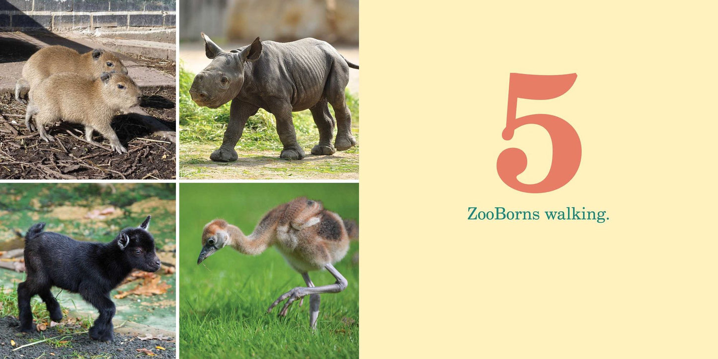 1-2-3 ZooBorns!
