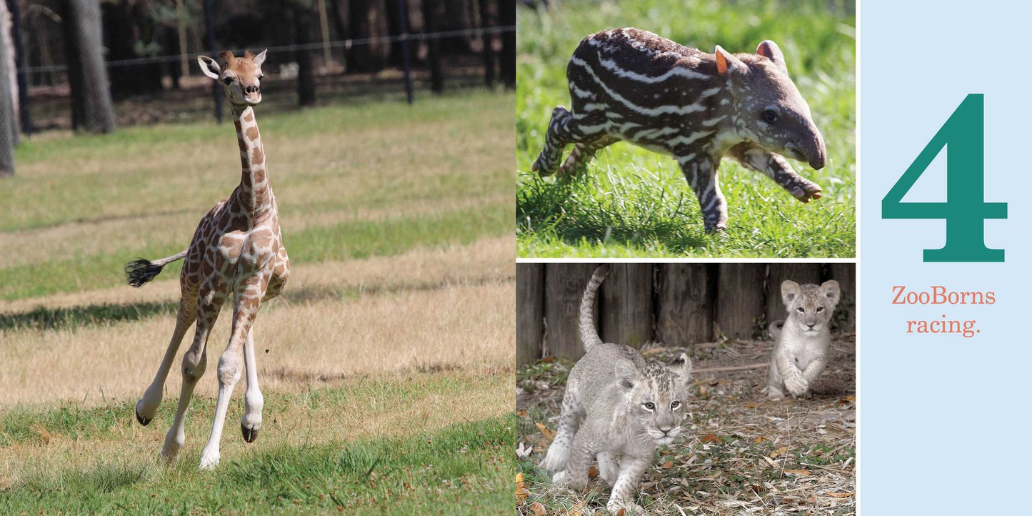 1-2-3 ZooBorns!