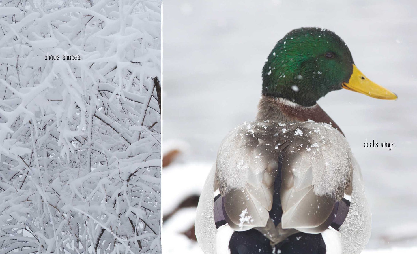 Best in Snow