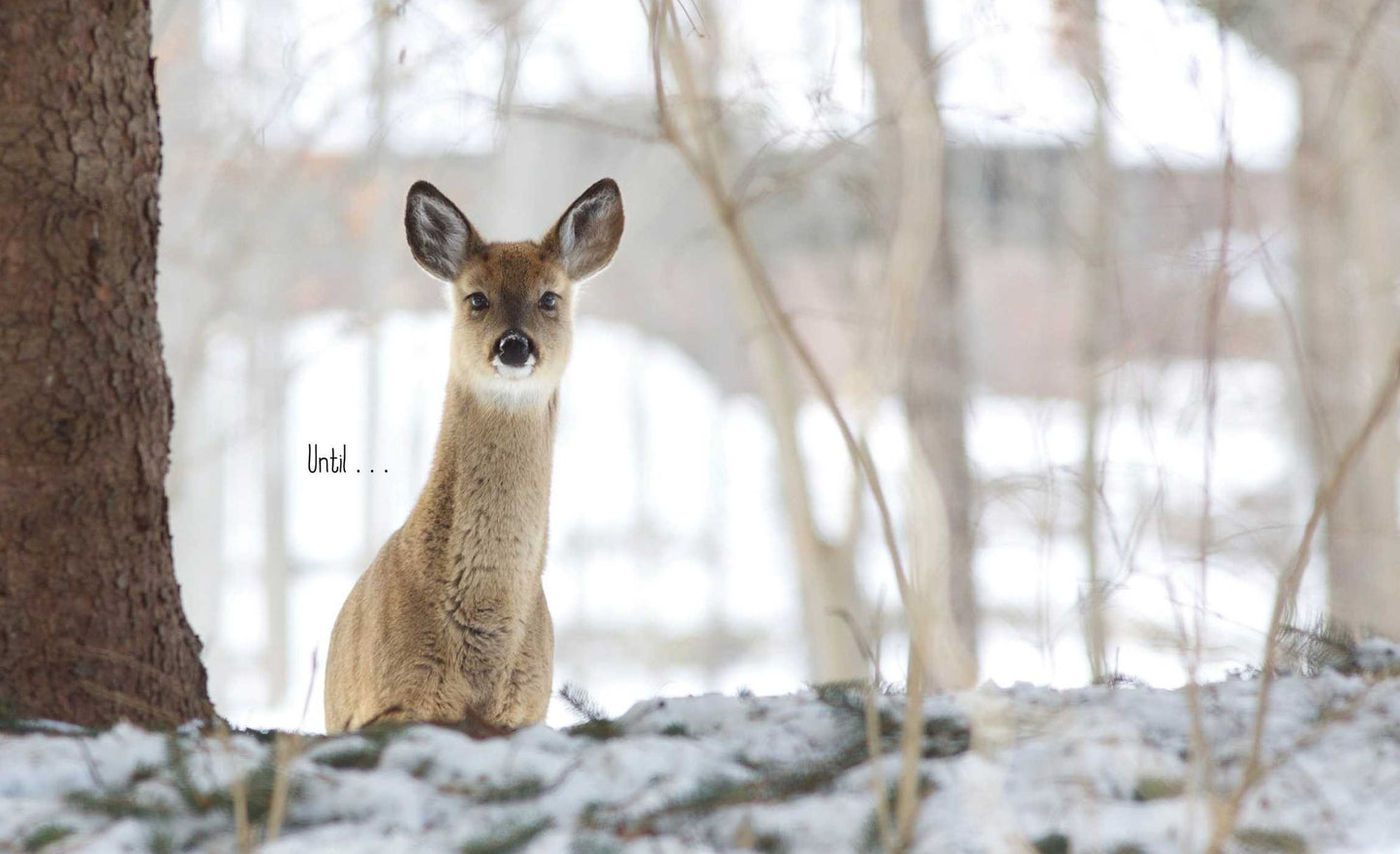 Best in Snow