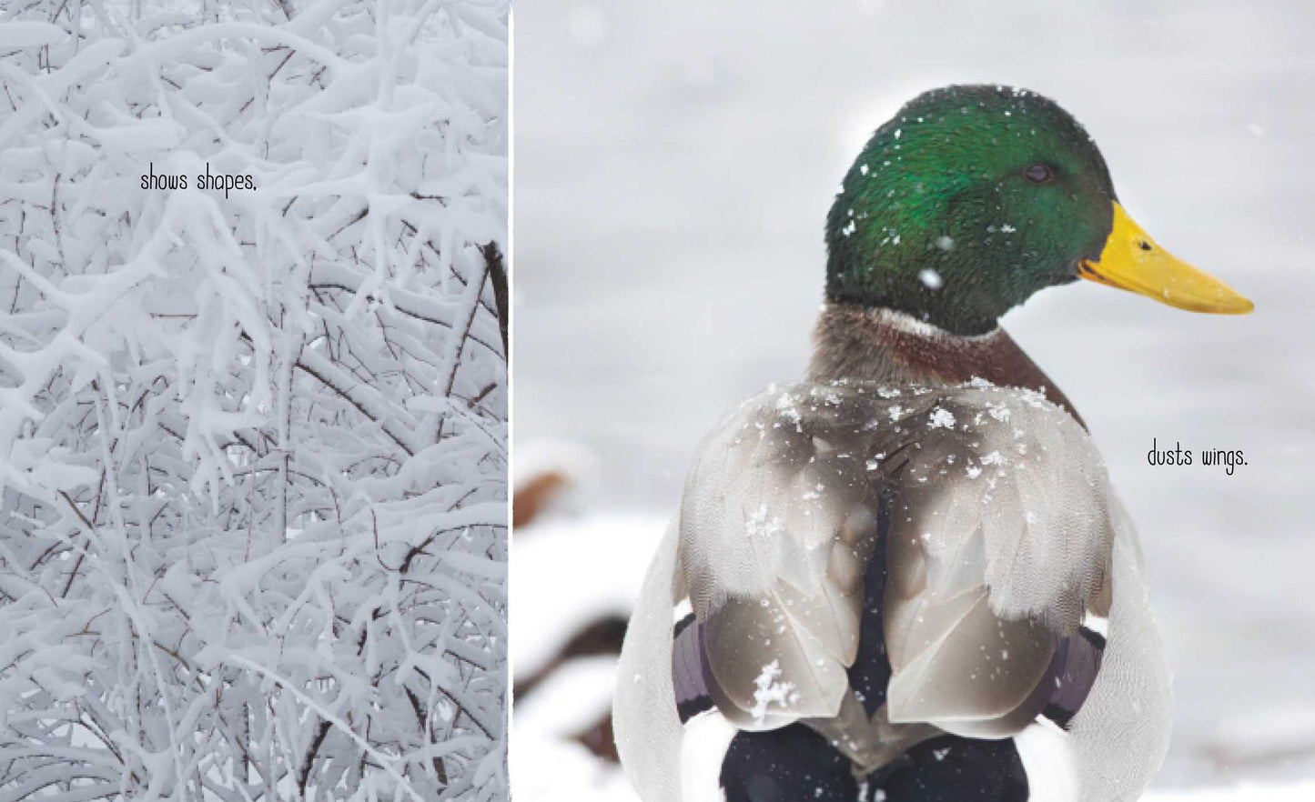 Best in Snow