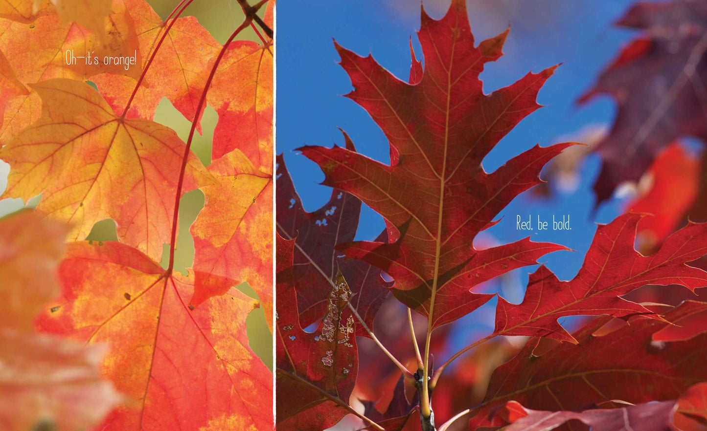 Full of Fall