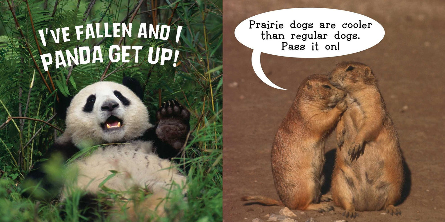 Laugh Out Loud Animals