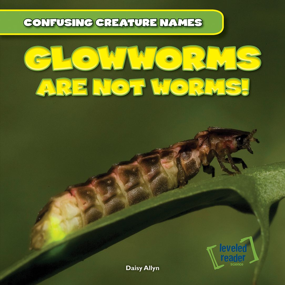 Glowworms Are Not Worms!